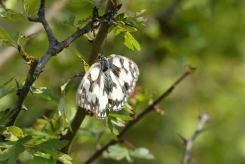 Melanargia galathea